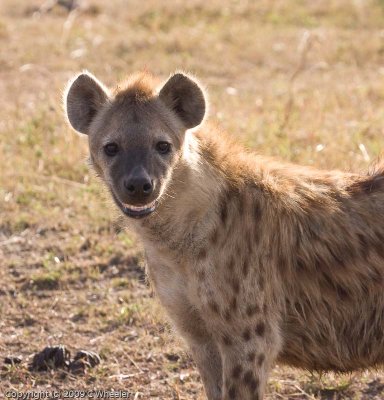 Adult hyena with that sinister grin