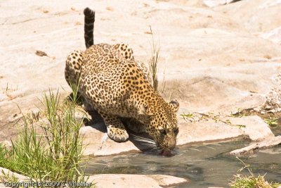 Leopard mom drinking