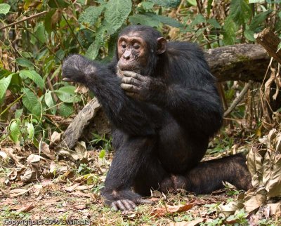 Chimpanzee looking for pests