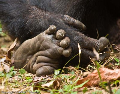 Chimpanzee hand and foot