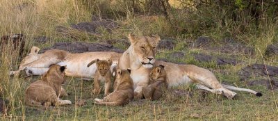 Moms with 2 sets/ages of cubs