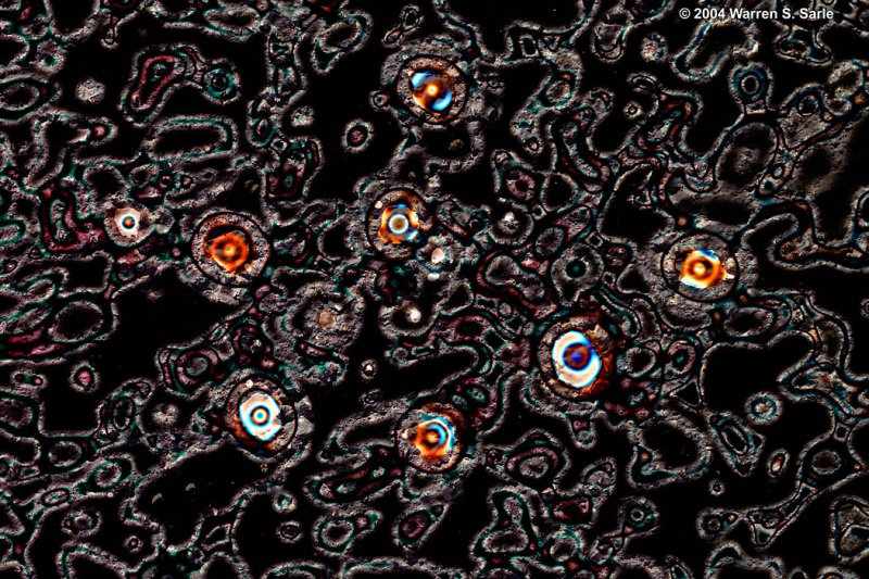 Eyeballs? by Warren Sarle