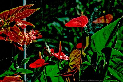 Horny Plant by Warren Sarle