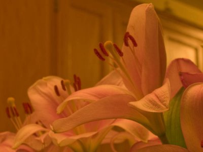 lillies original. - brent