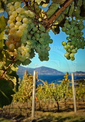 Grape view by KelownaPhotographer.com