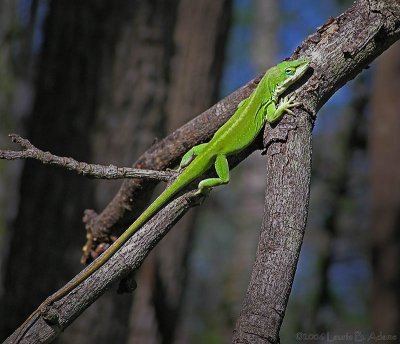 Anole by Laurie B. Adams