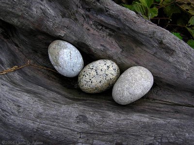 Beach Eggs by Laurie B. Adams