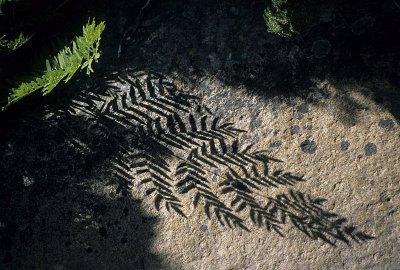 Fern Shadow by Bruno Manunza