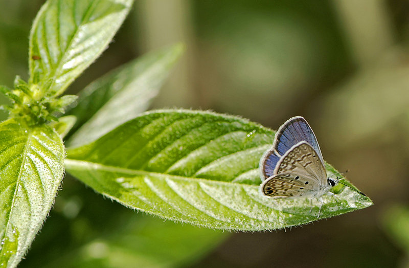 Ceraunus Blue 01