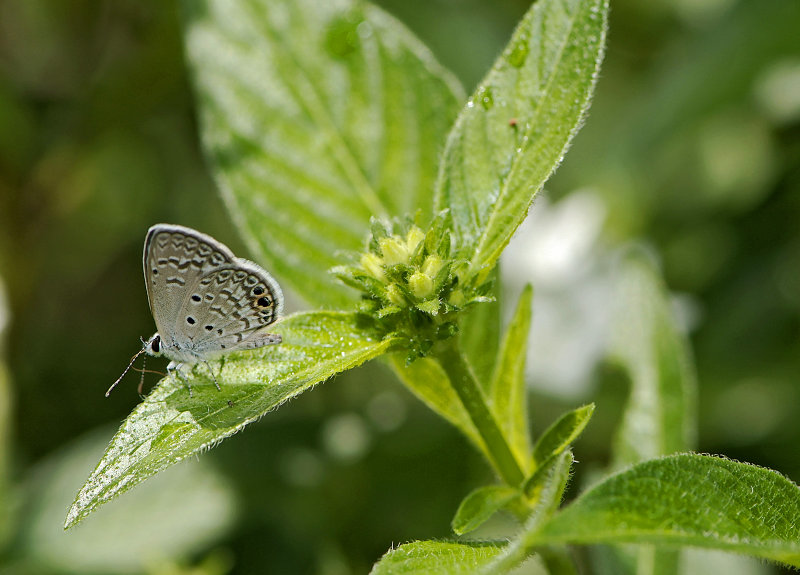 Ceraunus Blue 04