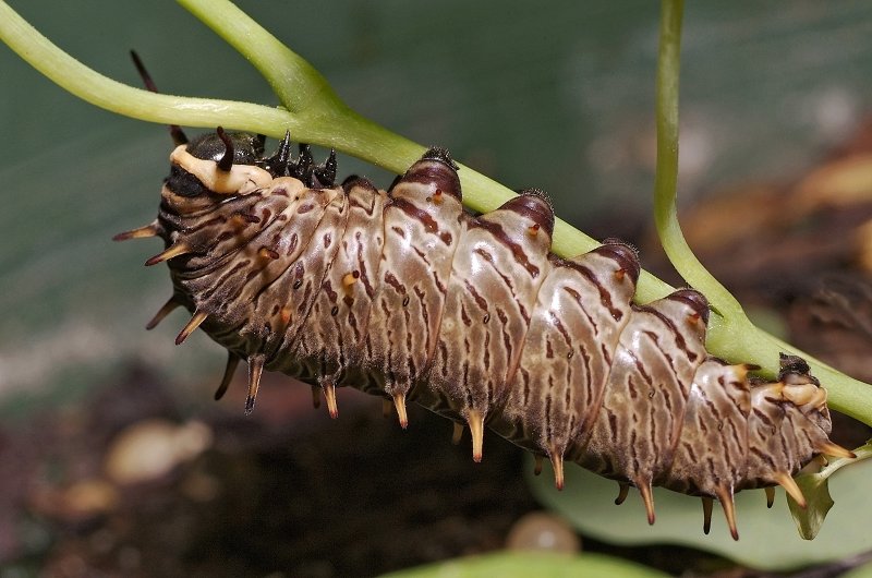 gold rim swallowtail caterpillar 02