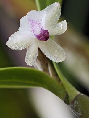 Scaphoglottis prolifera 03