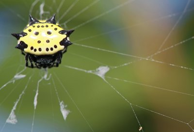 Gasteracantha cancriformis elipsoides 21