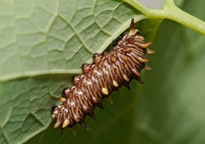 gold rim swallowtail caterpillar 01