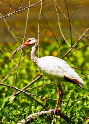 White Ibis 02