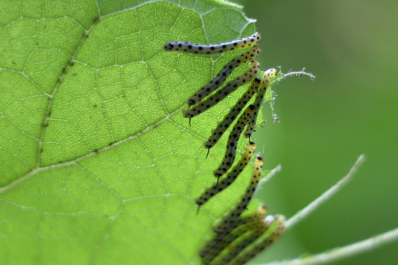 Baby Catalpa Worms