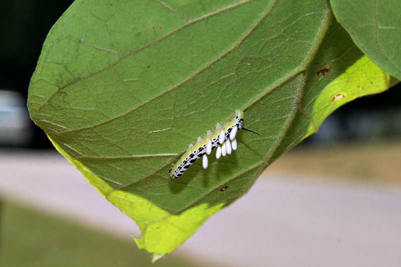 Parasites on Catalpa Worm