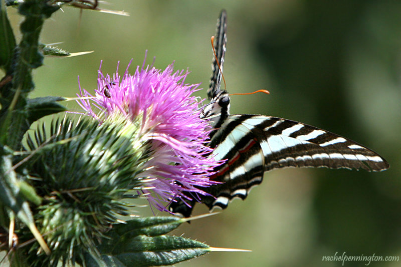 Zebra Swallowtail