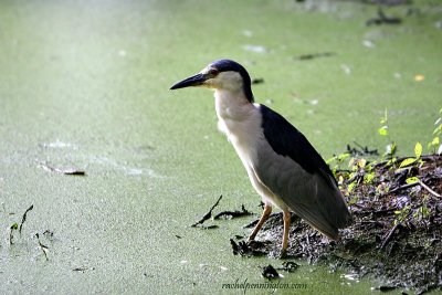 Black-crowned Night-heron