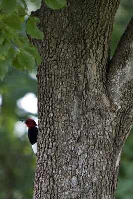 Red-headed Woodpecker