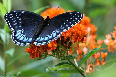 Diana Fritillary Butterfly, Female