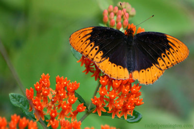 Diana Fritillary Butterfly, Male