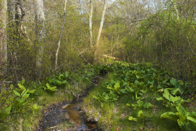 Crandall's Wood