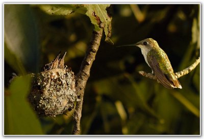 Hummer-and-chicks.jpg