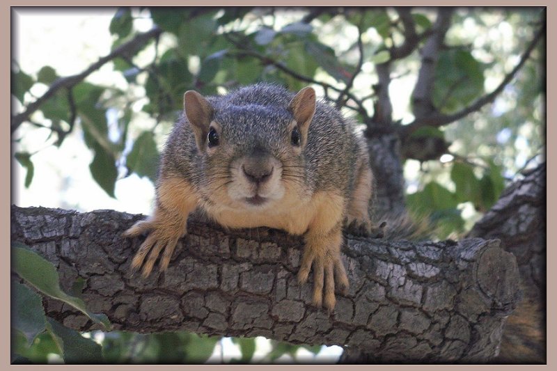 Squirrely Bud