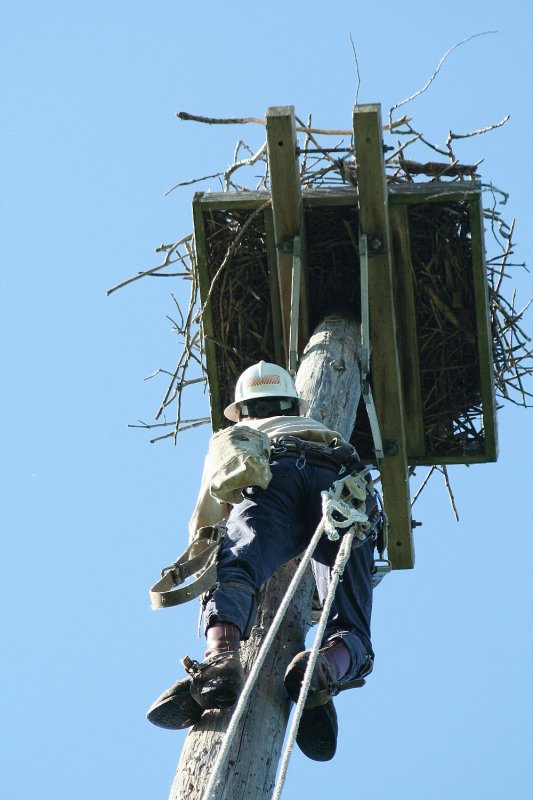 Second nest site in the Fifth Ward