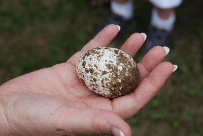 Close up of osprey egg