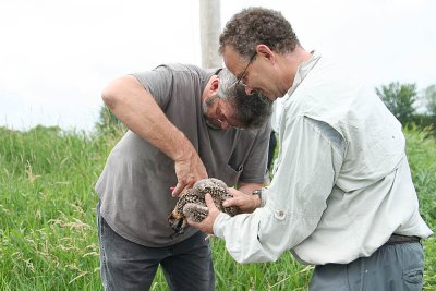 Mike holds his first osprey for banding.