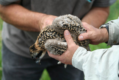 A bird in the hand.