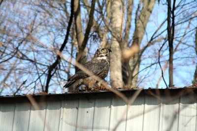 This is Ms Harvey, the great horned owl
