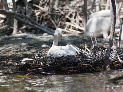 Lone chick on nest