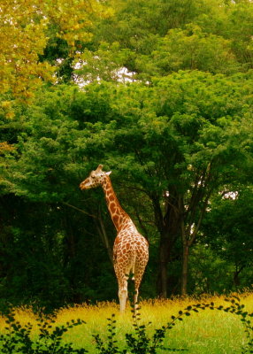 Autumn giraffe