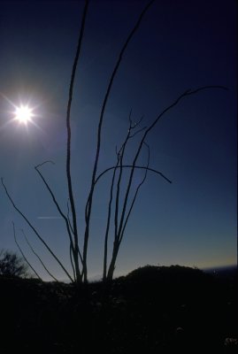 Ocatillo in the Superstitions