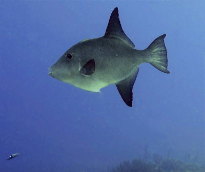 Ocean Triggerfish