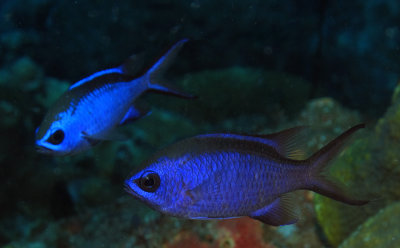 Blue Chromis