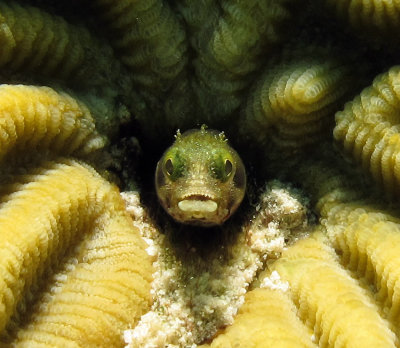 Secretary Blenny