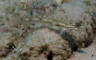 Bridled Goby