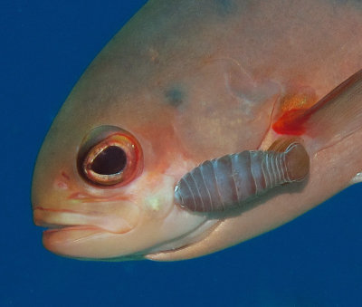 Parasitic isopod on Creole Fish