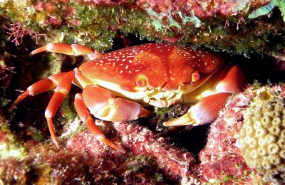 Adam's Reef Crab