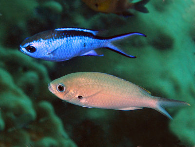 Blue and Brown Chromis