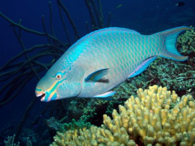 Queen Parrotfish Terminal Phase
