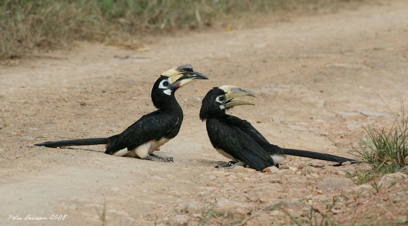 Pied Hornbills