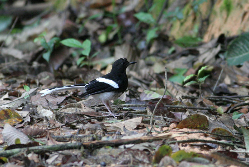 White-crowned Forktail