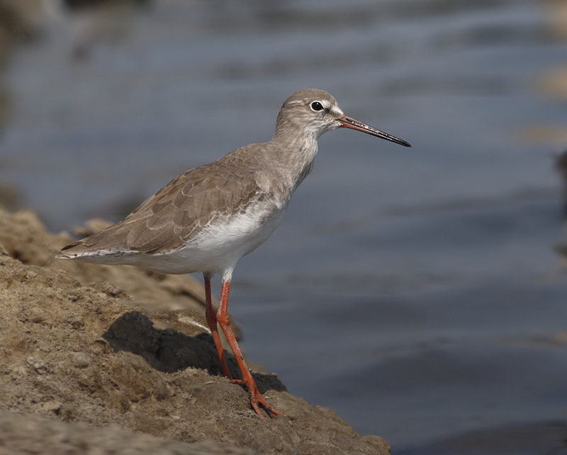 Common Redshank