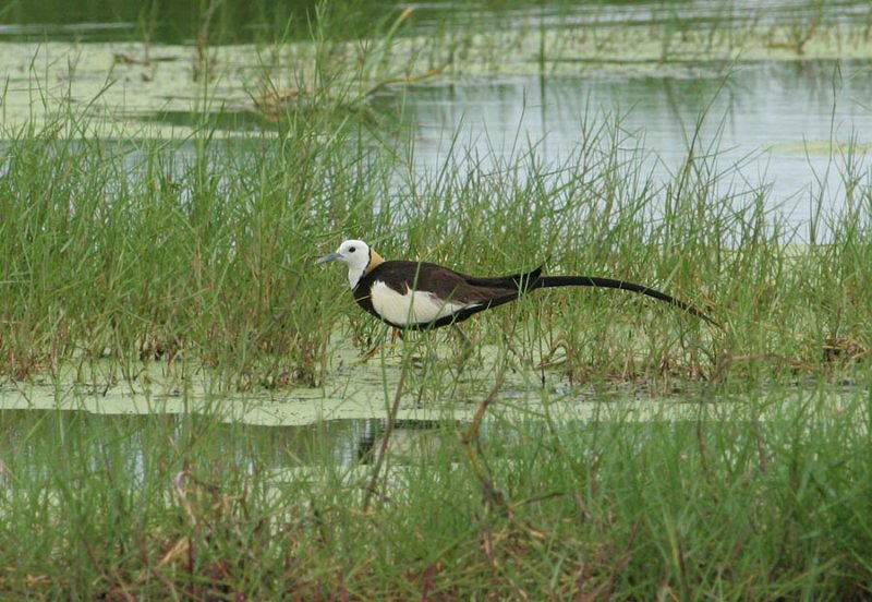 Pheasent-tailed Jacana