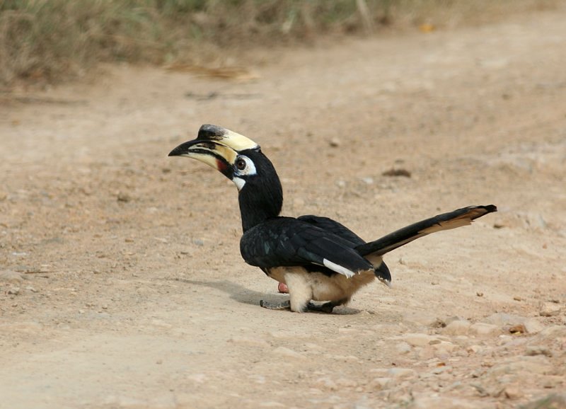  Pied Hornbill, female